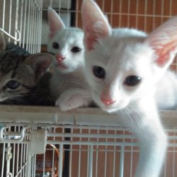 春日井さくら猫の会の譲渡会　at喫茶マイケルン