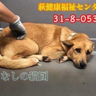 不安そうにしています(TT)中型わんこ♀053