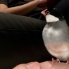 19.4月生まれ　さくら文鳥の里親様を探してます。 サムネイル3