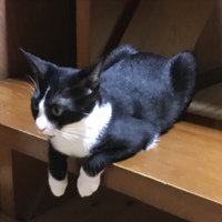 ピン