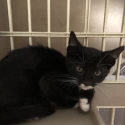 三重県桑名市１０月１３日(日）　第９９回リトルパウエイド猫の譲渡会