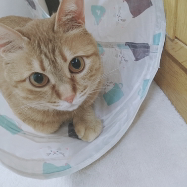 居ないと思ったらずっとここ