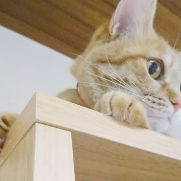 すっかり定位置