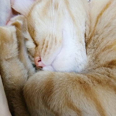 キミのおかげで寝相が良くなりました