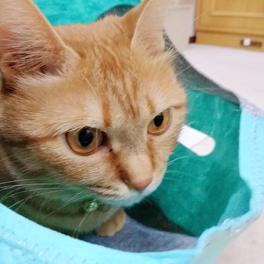 ねこのきもちは猫のこころを鷲掴み