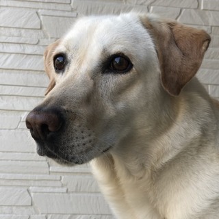 ラブラドール8歳♀です