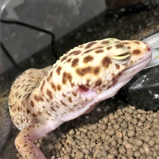 応募多数により一時締め切らせていただいております