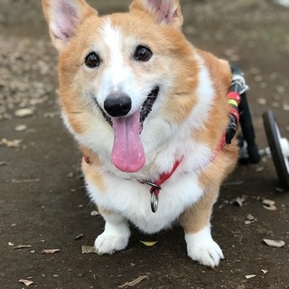 DM発症しています、12才 コーギー 幸太くん