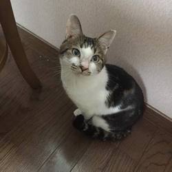 僕と一緒に遊んでくれる子お待ちしてますニャン♪