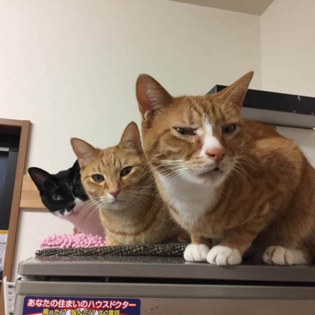 ハナコジのカバー写真