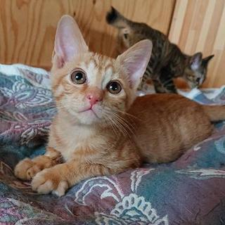 人なつこい茶トラ君