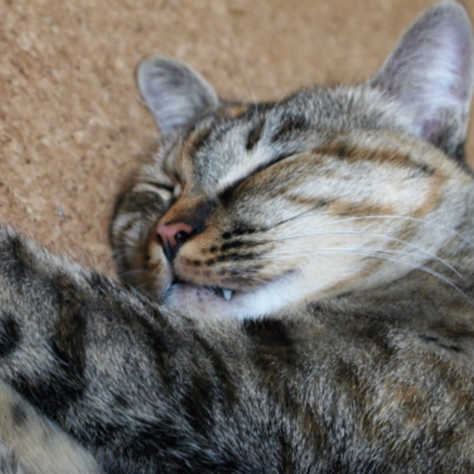 華子のカバー写真