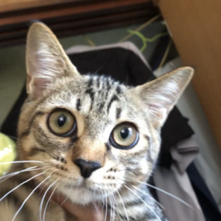 里親さんが決まりました！！