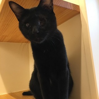 両目が見えない"こくまくん"