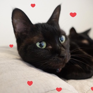 下半身麻痺で3本脚の"ほたるちゃん"