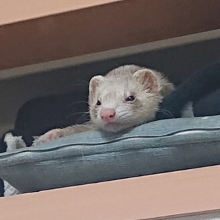 フェレット里親募集します