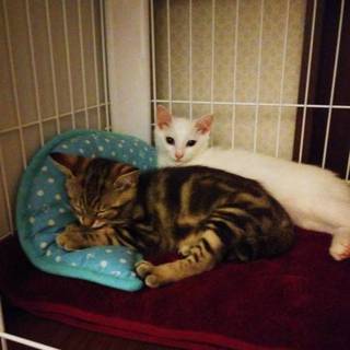 3ヶ月の兄妹猫さん、2匹一緒に！