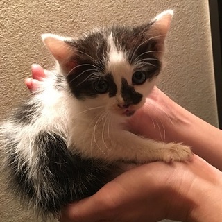 バスちゃん　　　　１ヶ月半くらいの女の子