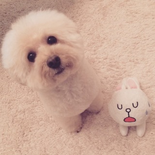 13歳のトイプードルです⋆¨̮