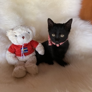 可愛い子猫ちゃん