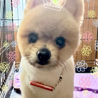 個体識別番号：M534　可愛いデカポメちゃん