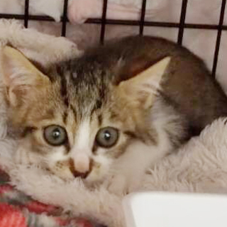 SOS！県外OK★綺麗な顔のキジ白男子★ヴェル君