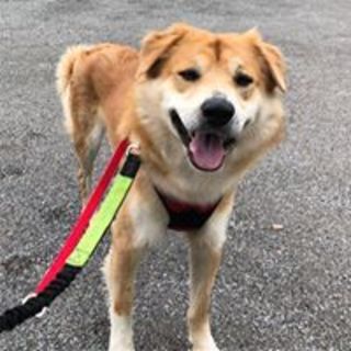 Gレトリバー風”お困りフェイス”のジョルディ君♡