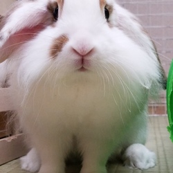 うちのカフェラテちゃん