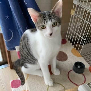 懐っこすぎる女の子☆ユーテル生後約５ヶ月