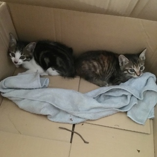 サバトラ白とキジトラの兄妹。