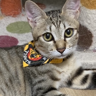 キジトラ美猫☆ことらちゃん