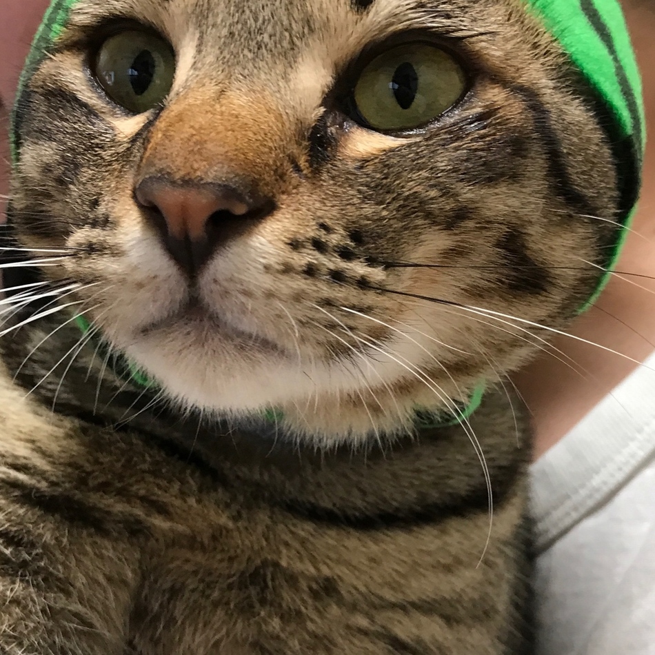 茶太郎のカバー写真
