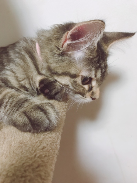 しゅり