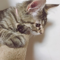 しゅり