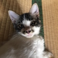 モコ