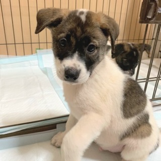 甘えん坊男の子 風くん