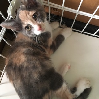 珍しいパステル三毛の美猫さんです