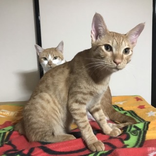 やんちゃで元気いっぱいな茶トラの光くん