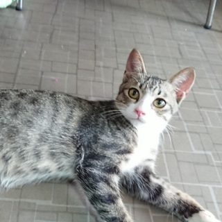 【レオ】やんちゃで甘えん坊！キジ白のくつした猫♪
