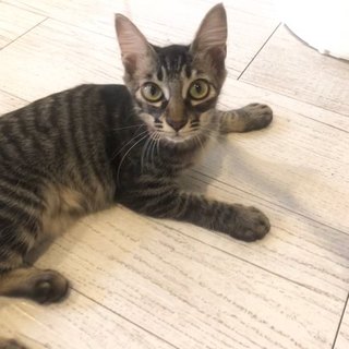 ちょっと長毛系、個性的なおっとり男子＊ちせ＊