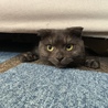 あちゃこま さん