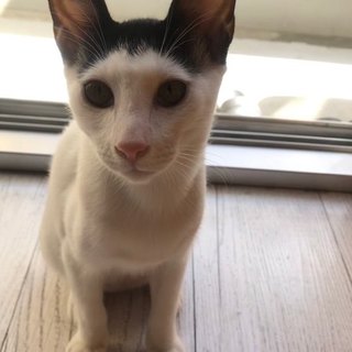 犬ＯＫ☆遊ぶ姿が個性的なのぼる