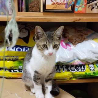 ３ヶ月位の保護猫、もらってください。