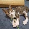 ３ヶ月位の保護猫、もらってください。 サムネイル2