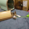 ３ヶ月位の保護猫、もらってください。 サムネイル3
