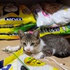 ３ヶ月位の保護猫、もらってください。 サムネイル4
