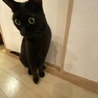 るっこぴん