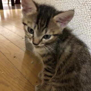 6月生まれのキジネコです。再募集です。