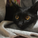 虐待あり　甘えた黒猫♂７か月（エイズ陽性）