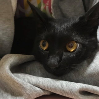 虐待あり　甘えた黒猫♂７か月（エイズ陽性）